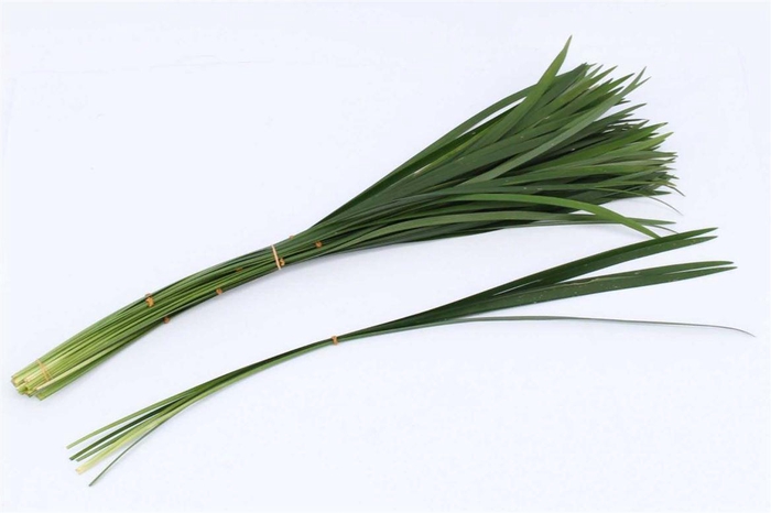 <h4>Liriope Green Per Bunch 5st</h4>