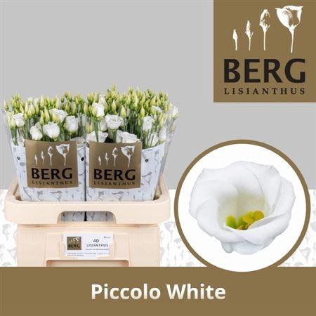 <h4>Eus E Picco White</h4>