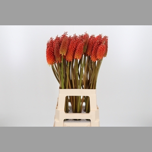 Kniphofia Alcazar