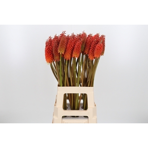 Kniphofia Alcazar