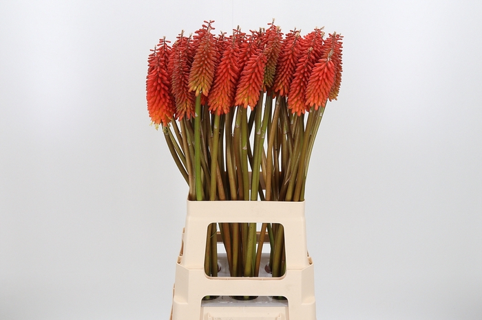 <h4>Kniphofia Alcazar</h4>