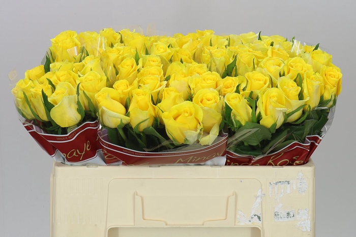 <h4>Rosa Gr Moonwalk</h4>