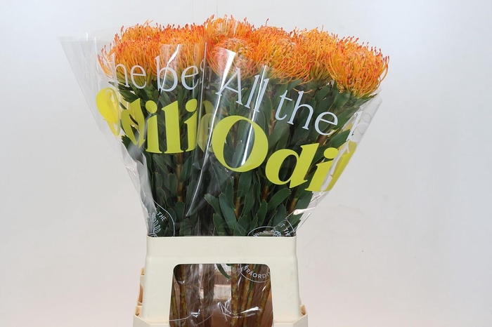 <h4>Nutans Ayoba Sun</h4>