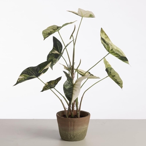 AF Caladium pot H59cm D.Green