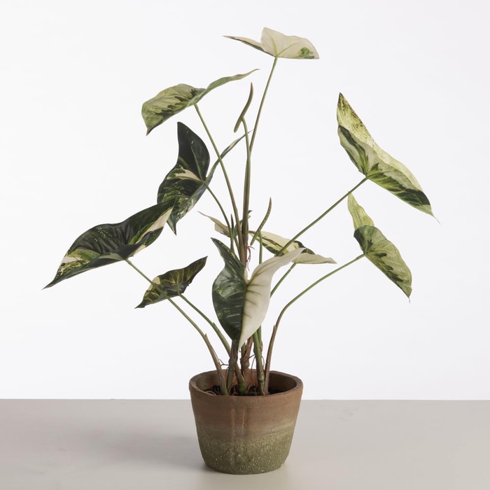 <h4>AF Caladium pot H59cm D.Green</h4>