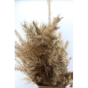 Pinus Alaska Paint Antique Gold 130cm Stem