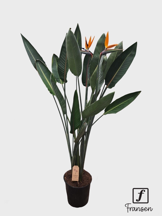 <h4>STRELITZIA REGIN BL</h4>