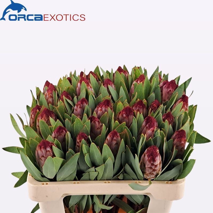 Protea Robijn