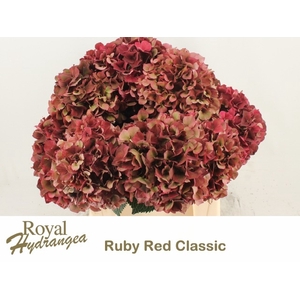 HYDR M MAG RUBYRD CL