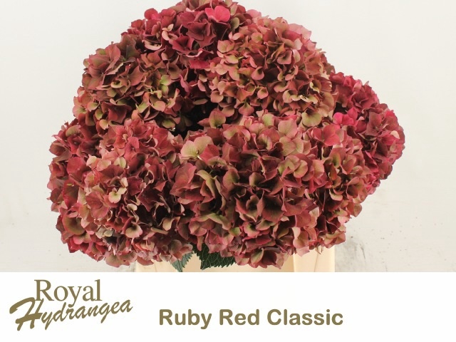 <h4>HYDR M MAG RUBYRD CL</h4>