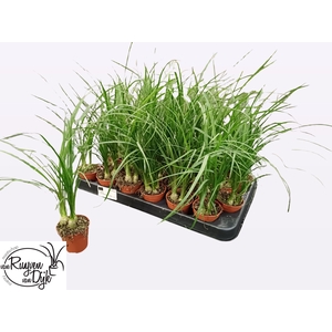 BEAUCARNEA RECUR