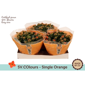 Kalanchoë Single Orange in SV.COloursleeve