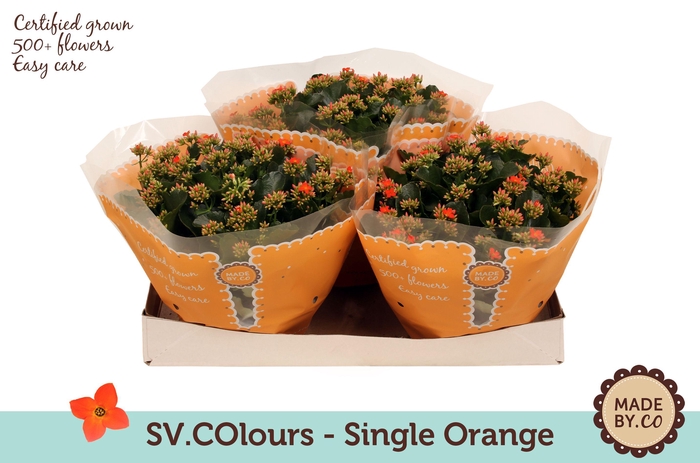 <h4>Kalanchoë Single Orange in SV.COloursleeve</h4>