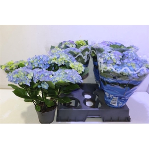 arr8 Hydr M Early Blue