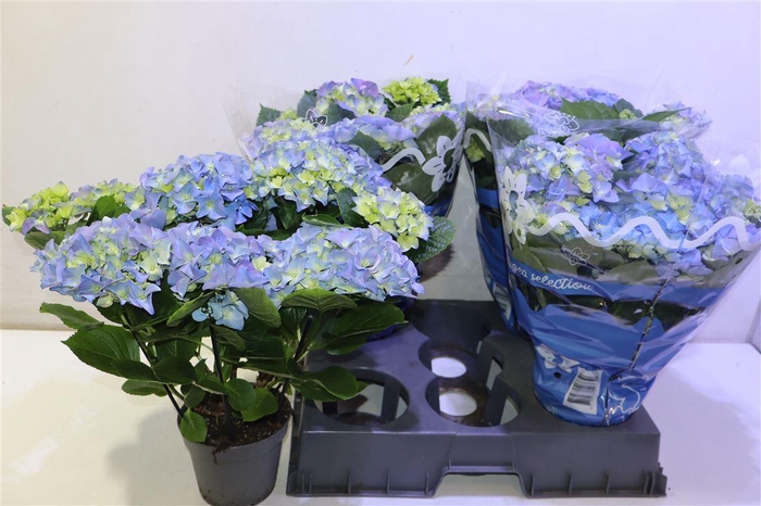 <h4>arr8 Hydr M Early Blue</h4>