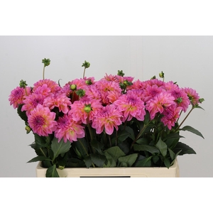 Dahlia Esli
