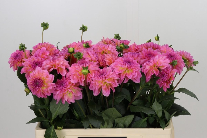 <h4>Dahlia Esli</h4>