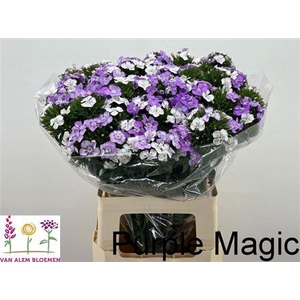 Di Barb Purple/ White