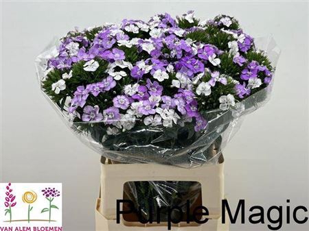 <h4>Di Barb Purple/ White</h4>