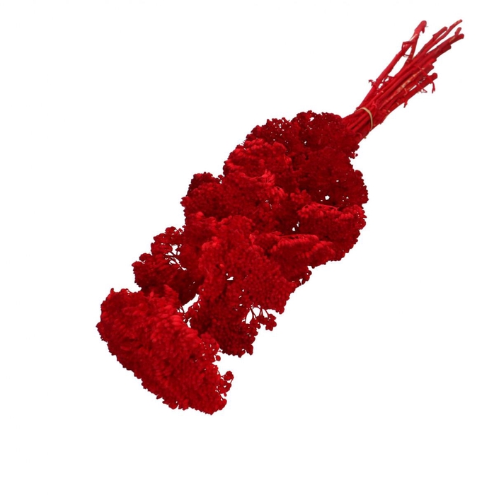 <h4>Dried flowers Achillea 65cm x12</h4>