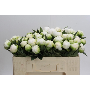 Paeonia Madame Claude Tain