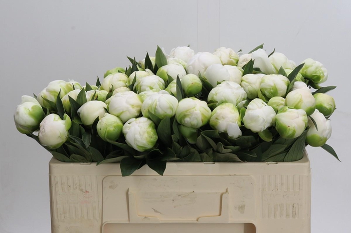 <h4>Paeonia Madame Claude Tain</h4>