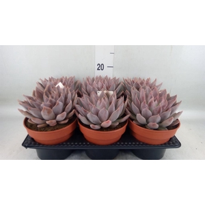 Echeveria   ...