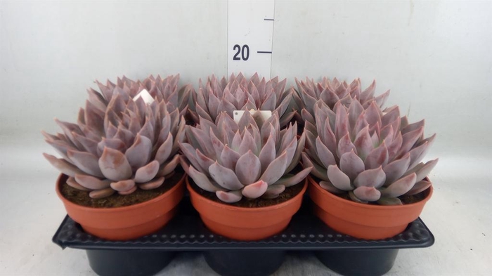 <h4>Echeveria ...</h4>