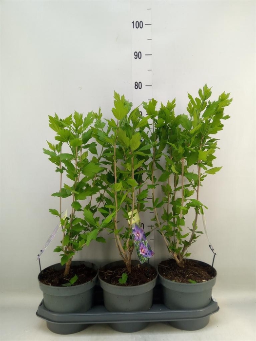 <h4>Hibiscus syriacus</h4>