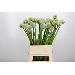 Allium White Giant