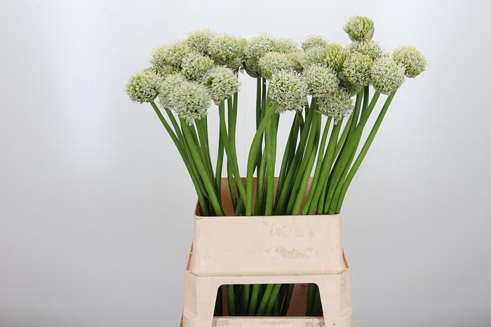<h4>Allium White Giant</h4>