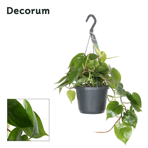 <h4>Philodendron scandens</h4>