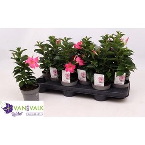 MANDE RIO PINK