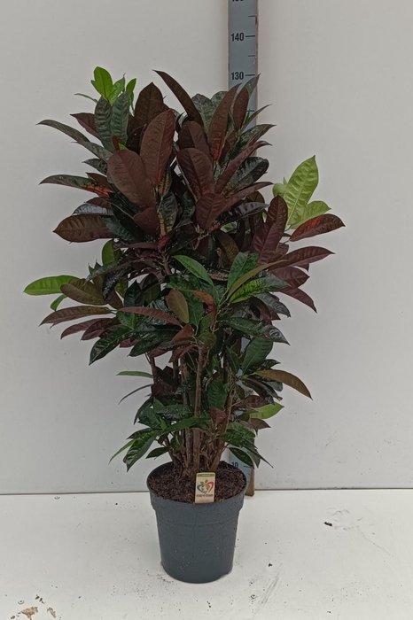 <h4>COD KL MRS ICETON</h4>