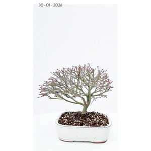 Acer palmatum kiyohime, pot 22cm.