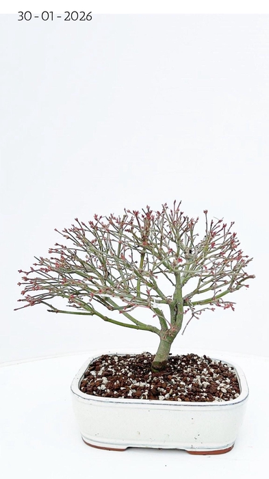 <h4>Acer palmatum kiyohime, pot 22cm.</h4>