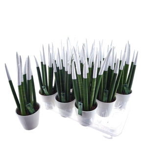 SANSEV CYLINDRICA OV