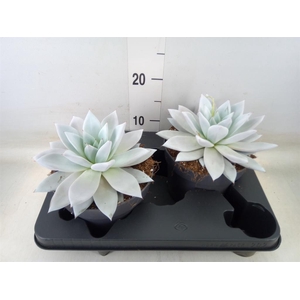 Echeveria  'Mexican Giant'