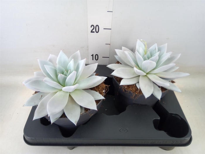 <h4>Echeveria  'Mexican Giant'</h4>