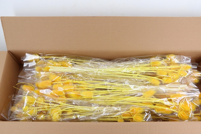 DF Dipsacus Yellow Bs 130g