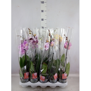 Phalaenopsis   ...mix