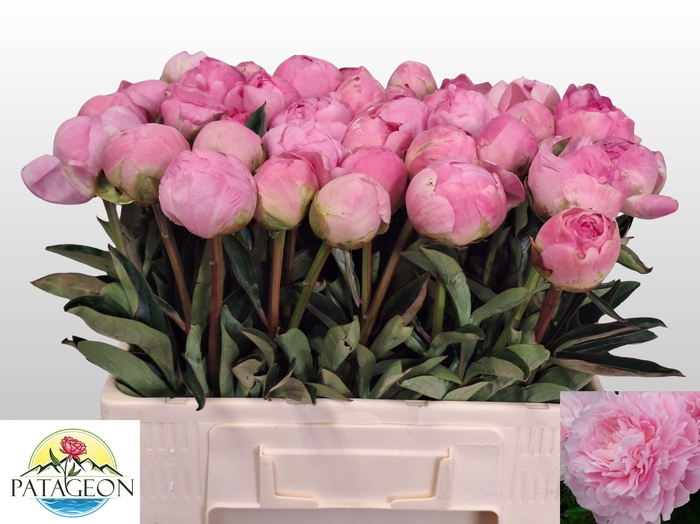 <h4>PAEO L DINNER PLATE</h4>