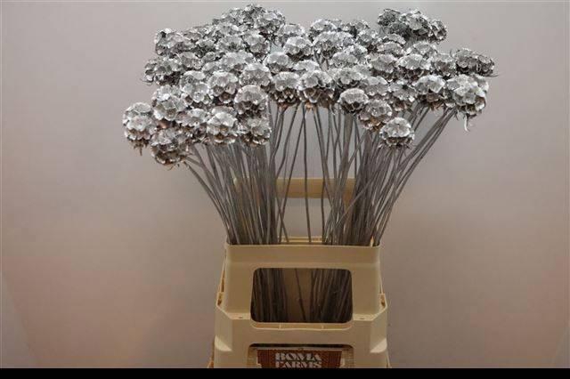 <h4>SCABIOSA ST KLB H%</h4>