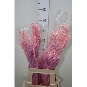 Dried Amaranthus Light Pink