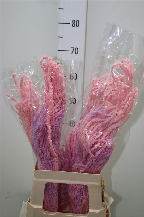 <h4>Dried Amaranthus Light Pink</h4>