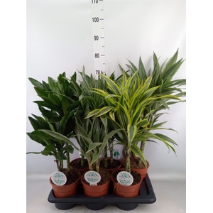 Dracaena fr de   ...