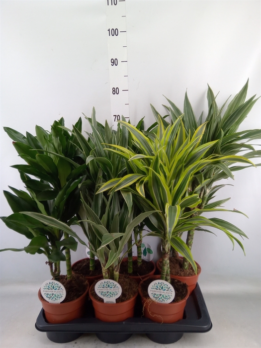 <h4>Dracaena fr de   ...</h4>