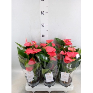 Anthurium andr. 'Sweet Dream'