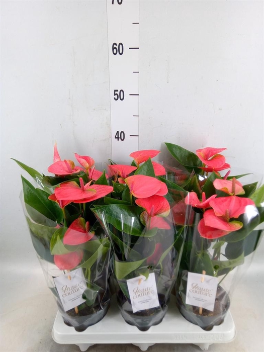 <h4>Anthurium andr. 'Sweet Dream'</h4>