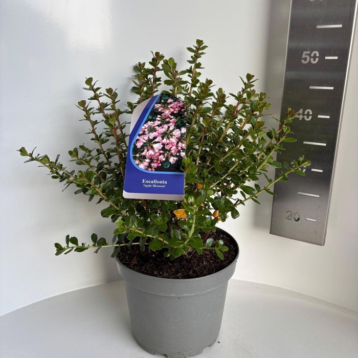 <h4>Escallonia Apple Blossom</h4>